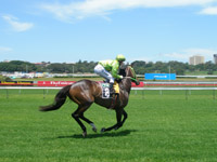 シドニーのロイヤル・ランドウィック（Royal Randwick）