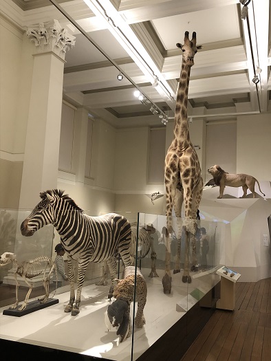 シドニーのオーストラリア博物館の動物の剥製