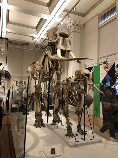 シドニーのオーストラリア博物館のゾウの骨