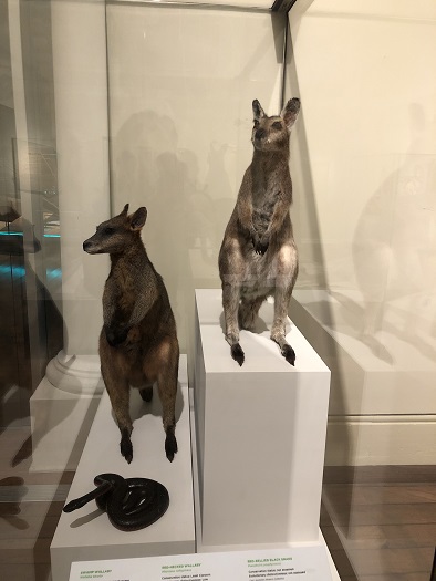 シドニーのオーストラリア博物館の動物エリアのカンガルー