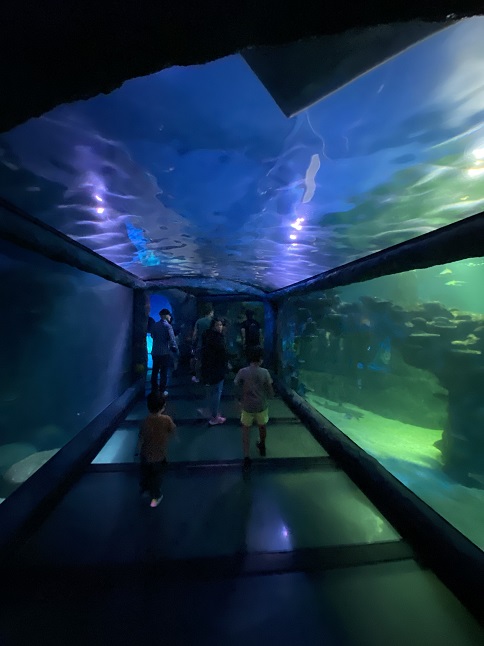 シドニー水族館の海底トンネル