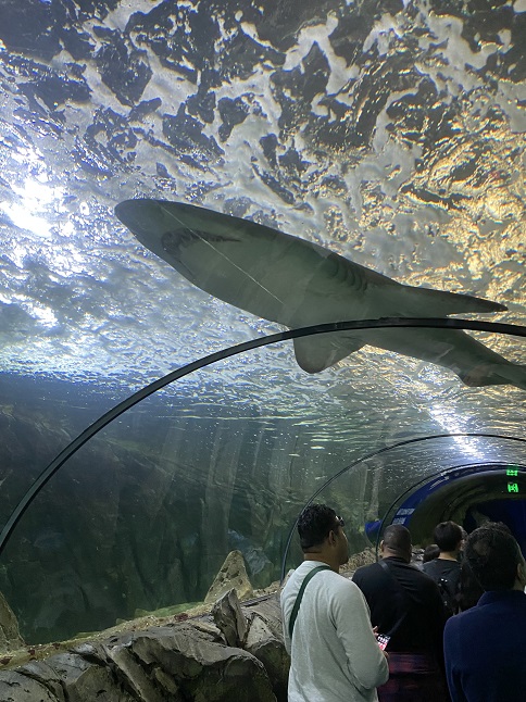 シドニー水族館のサメ