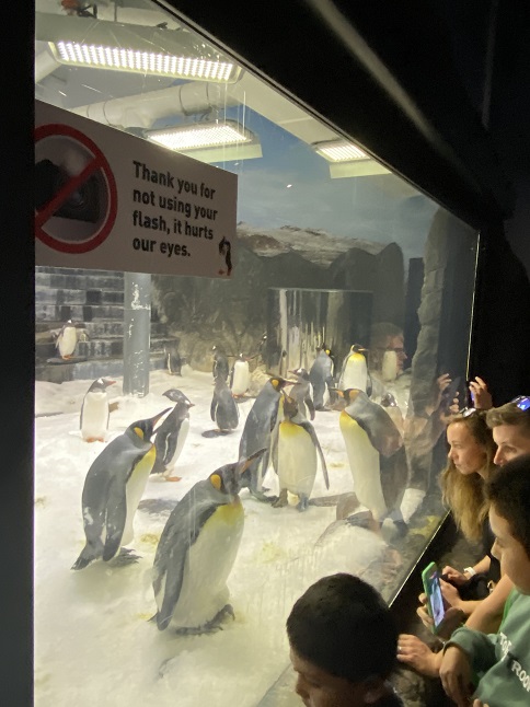 シドニー水族館のペンギン