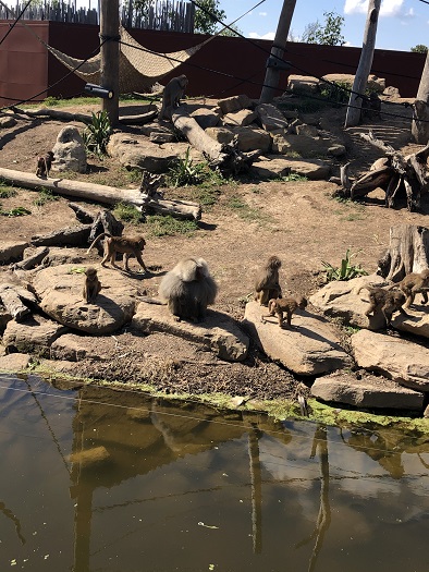 シドニー動物園のさる