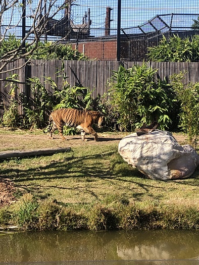 シドニー動物園のトラ