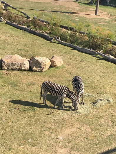 シドニー動物園（Sydney Zoo）のしまうま