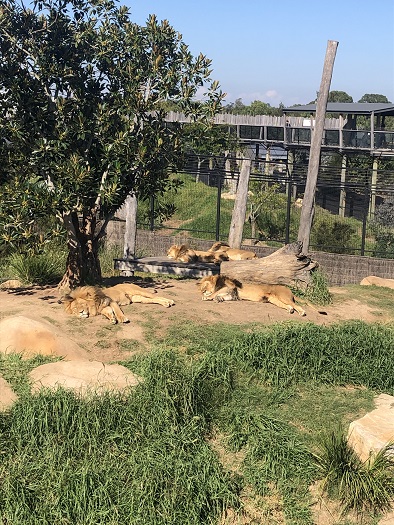 シドニー動物園のライオン