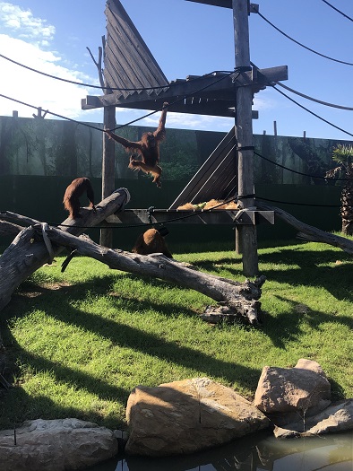 シドニー動物園のオランウータン