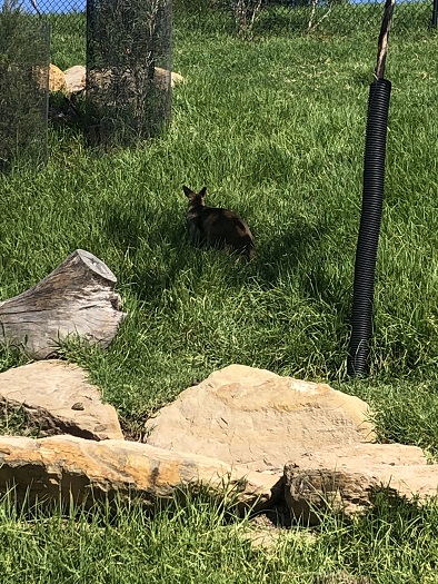 シドニー動物園のカンガルー