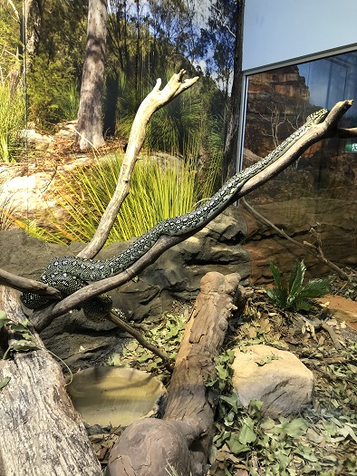 シドニー動物園の蛇