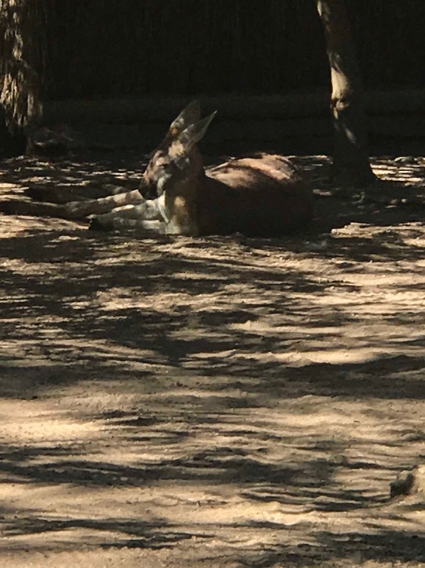 シドニーのタロンガ動物園のカンガルー