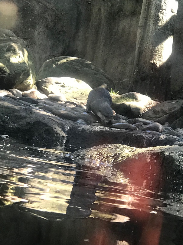 シドニーのタロンガ動物園のかわうそ