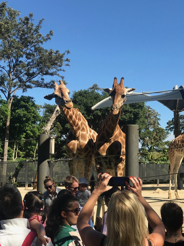 シドニーのタロンガ動物園のキリン