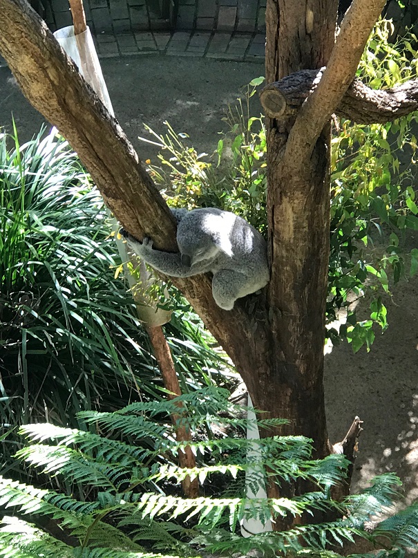 シドニーのタロンガ動物園のコアラ