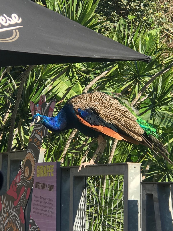 シドニーのタロンガ動物園の孔雀