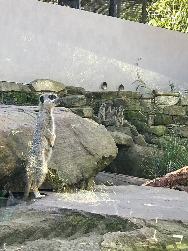 シドニーのタロンガ動物園のミーアキャット