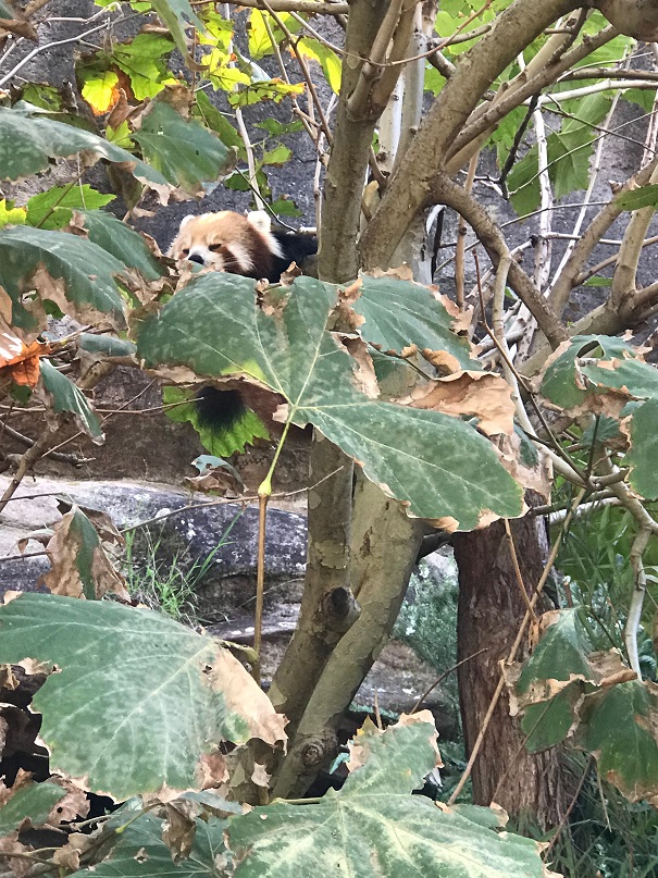 シドニーのタロンガ動物園のレッドパンダ