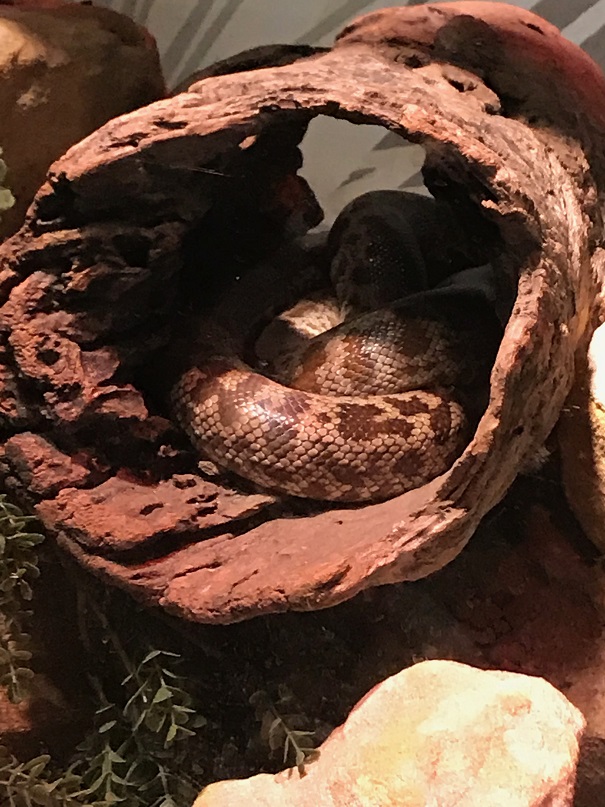 シドニーのタロンガ動物園の蛇