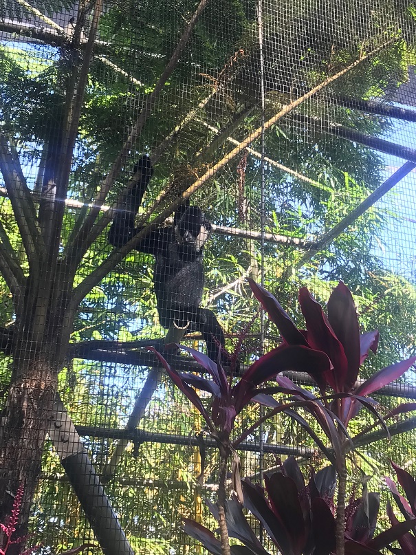 シドニーのタロンガ動物園の手長猿
