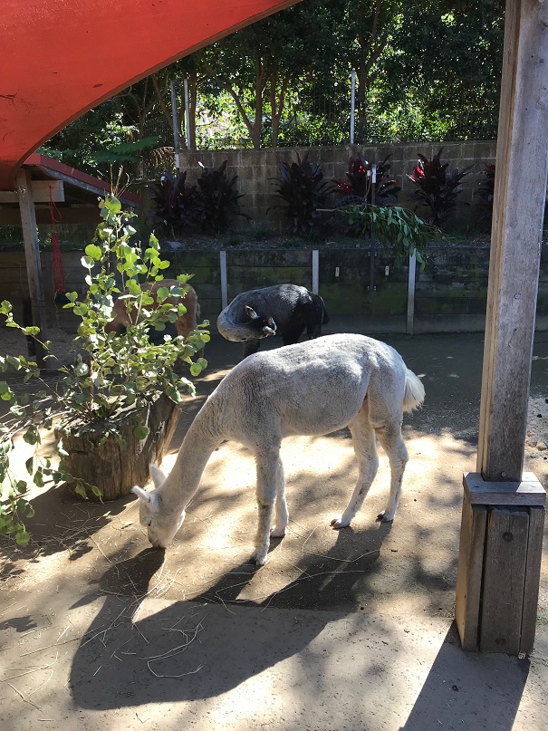 シドニーのタロンガ動物園のアルカパ