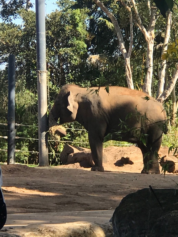 シドニーのタロンガ動物園のゾウ