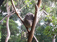 シドニーのタロンガ動物園のコアラ