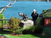 シドニーのタロンガ動物園のバードショー