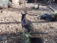 シドニーのタロンガ動物園のカンガルー