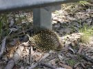 シドニー郊外：サウスコースト旅行記、道端のハリネズミ