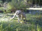 シドニー郊外：サウスコースト旅行記、野生のカンガルー