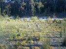 ジャービスベイで野生のカンガルー親子に遭遇