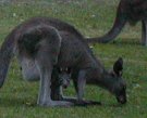 シドニー郊外：サウスコースト旅行記、カンガルーの親子袋入り