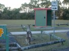 シドニー郊外：サウスコースト旅行記、ウロンゴンのカンガルー